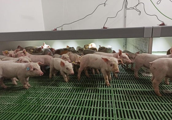 Granja de porcino en la región.