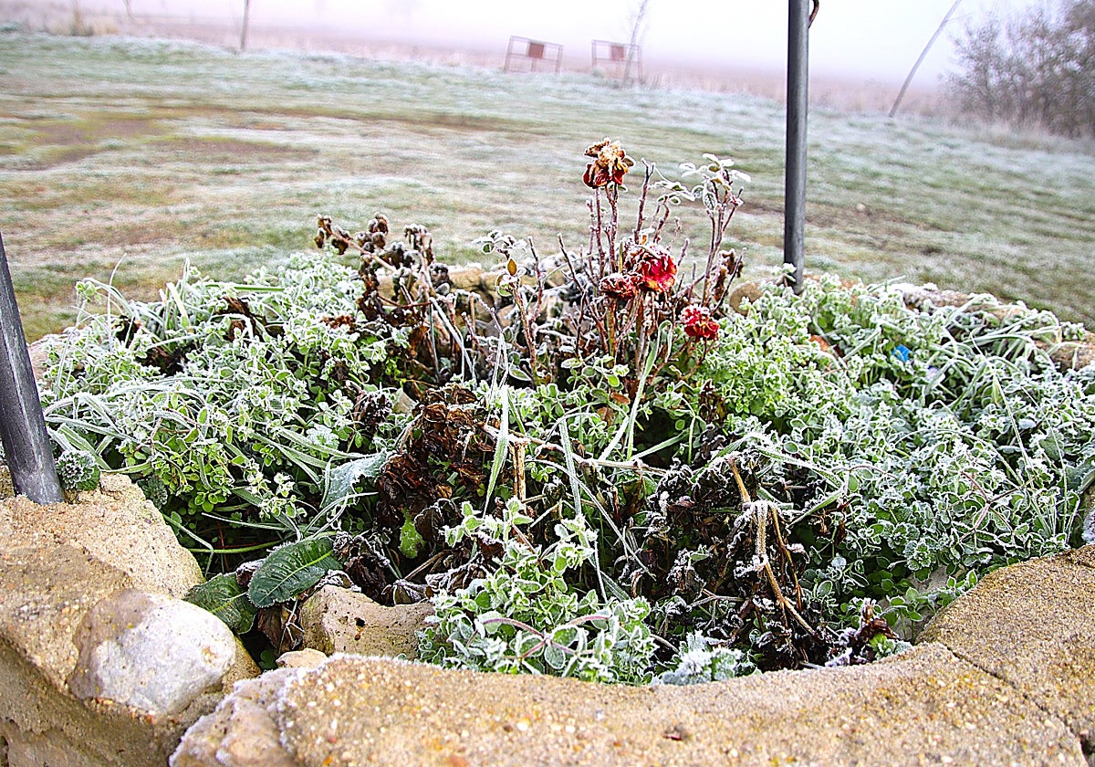 Primera cencellada en Rioseco