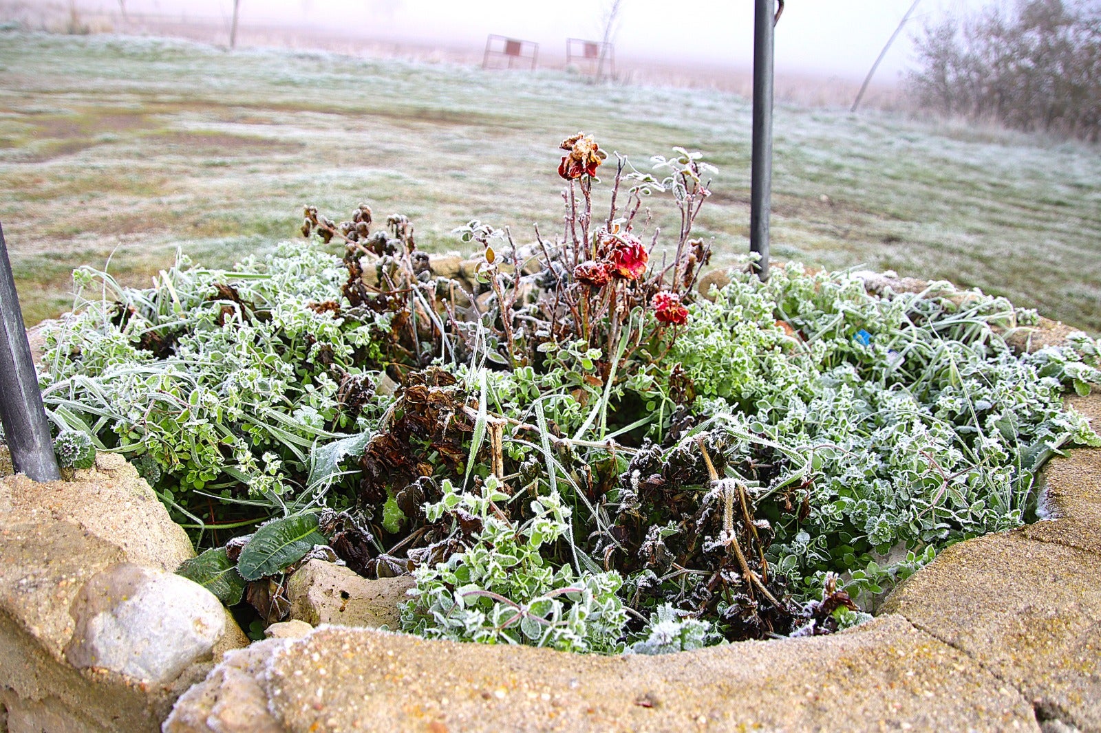 Primera cencellada en Rioseco