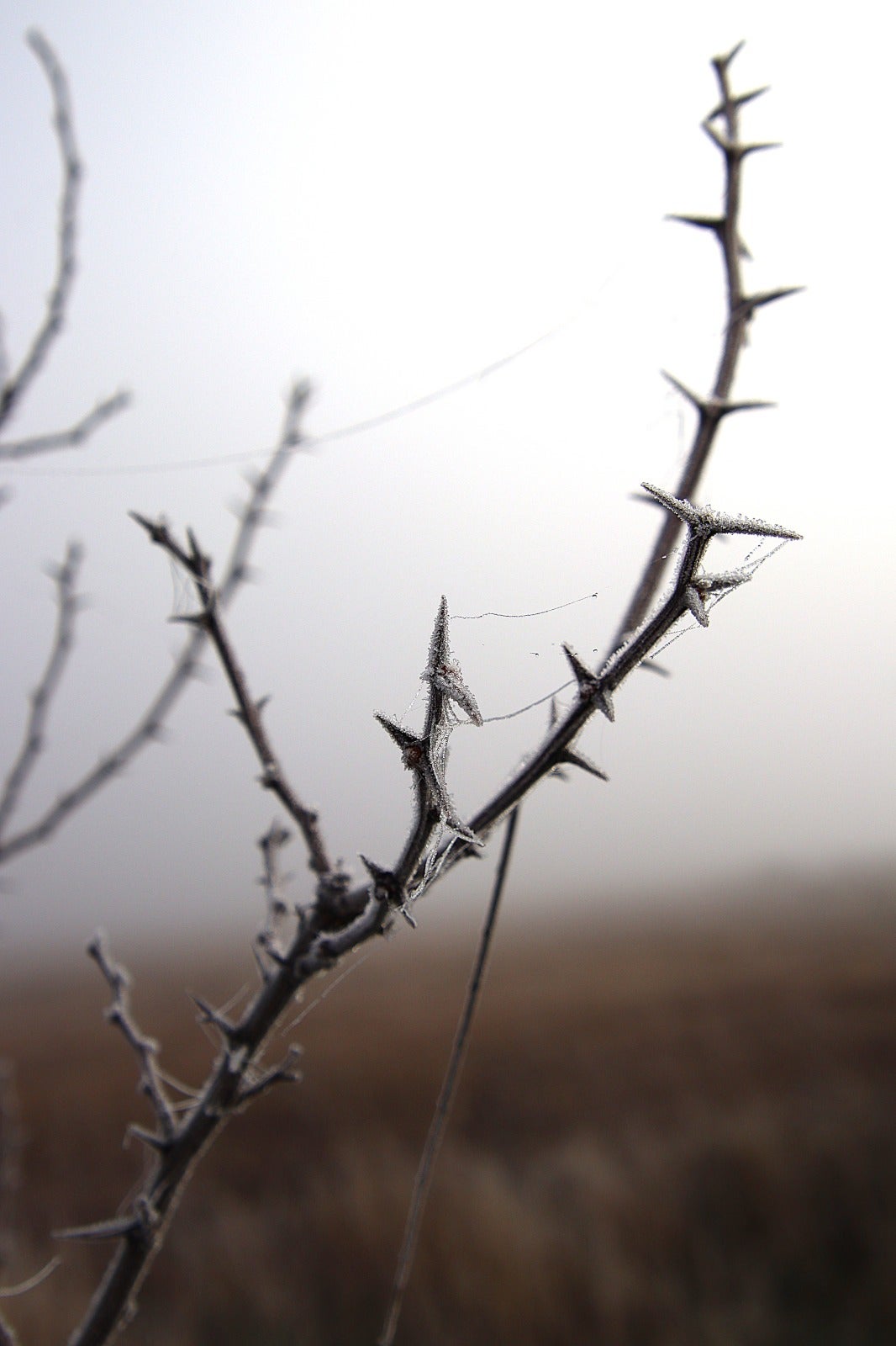 Primera cencellada en Rioseco