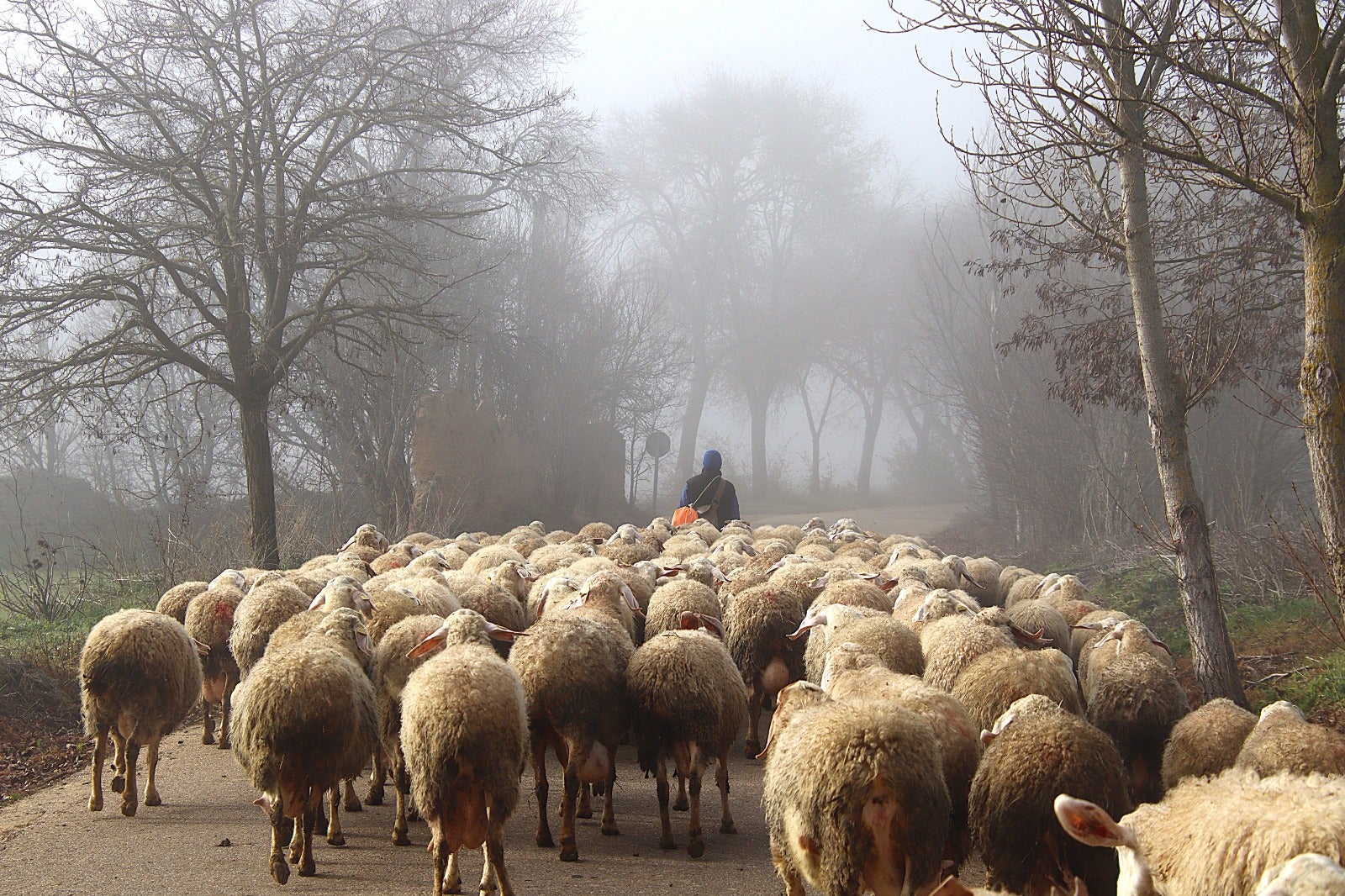 Primera cencellada en Rioseco
