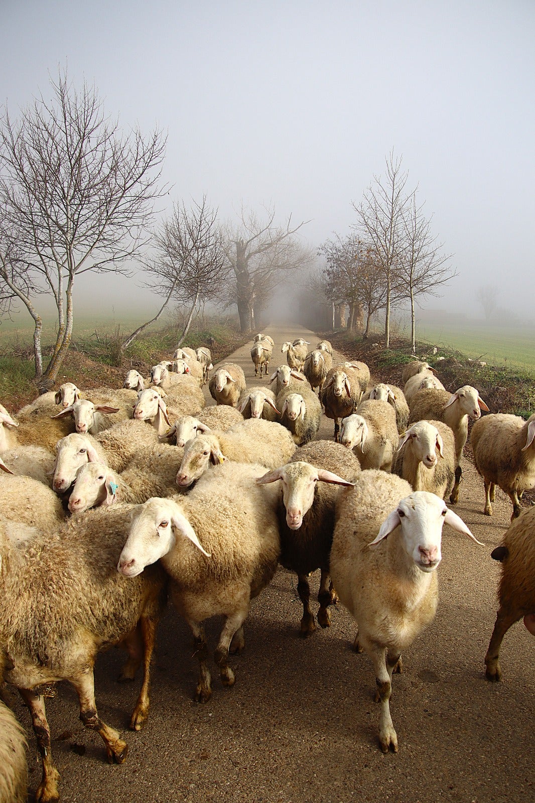 Primera cencellada en Rioseco