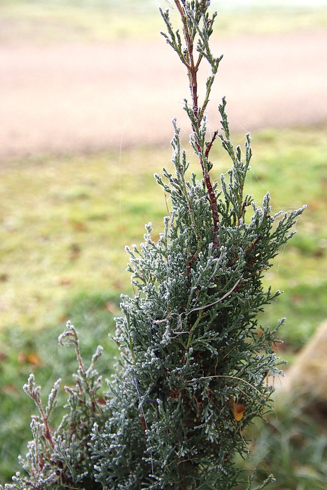 Primera cencellada en Rioseco