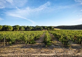 Viñedos de Cruz de Alba.