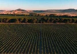 Viñedos de Bodegas Vizar. B. V.