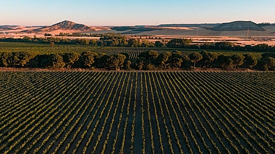 Bodegas Vizar, vinos de pago en la DOP Dehesa Peñalba