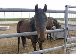 Muere un joven tras caerse de un caballo en la localidad abulense de Horcajo de las Torres