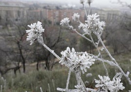 Cencellada registrada en el término municipal de Valladolid este mes de diciembre.