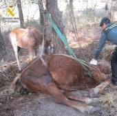 Investigan a un hombre por dejar morir a su yegua en Tudela