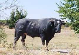 Utrero de Raso de Portillo, nº 30, 'Ultramar', premiado en la feria de Peralta (Navarra).