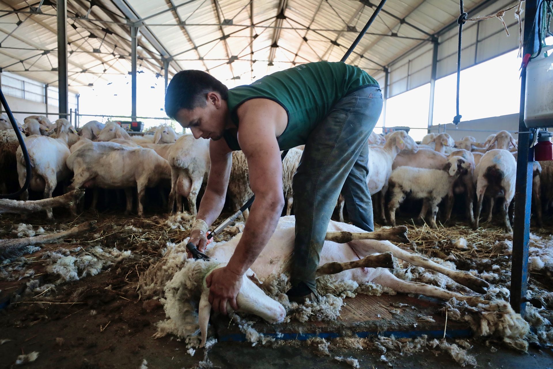 En la explotación de los hermanos Carlos y Fernando García Henrnández se pelaron más de dos mil ovejas en apenas 48 horas. No había tiempo para degradados ni filigranas. Esquiladores uruguayos se encargaron de esquilar los animales más por razones sanitarias que económicas. El mercado de la lana es inexistente en España. Pero hay tareas que se deben hacer, aunque apenas se consigan réditos económicos por ellas. 