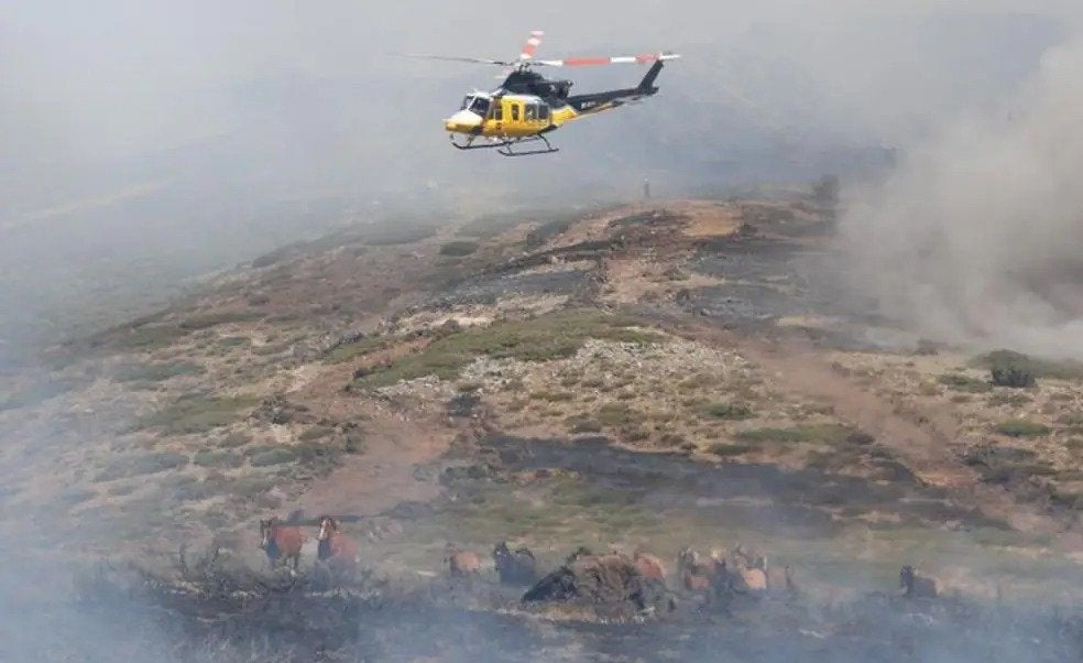 El piloto que salvó a los caballos 