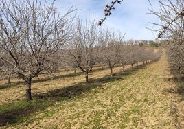 Parcela de almendros.