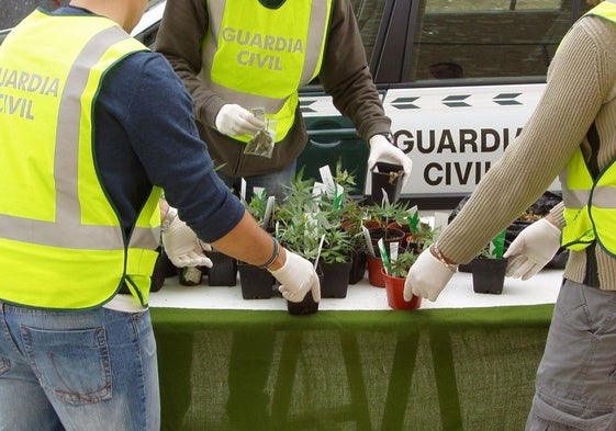 Plantas de marihuana requisadas por la Guardia Civil en un pueblo de Segovia.