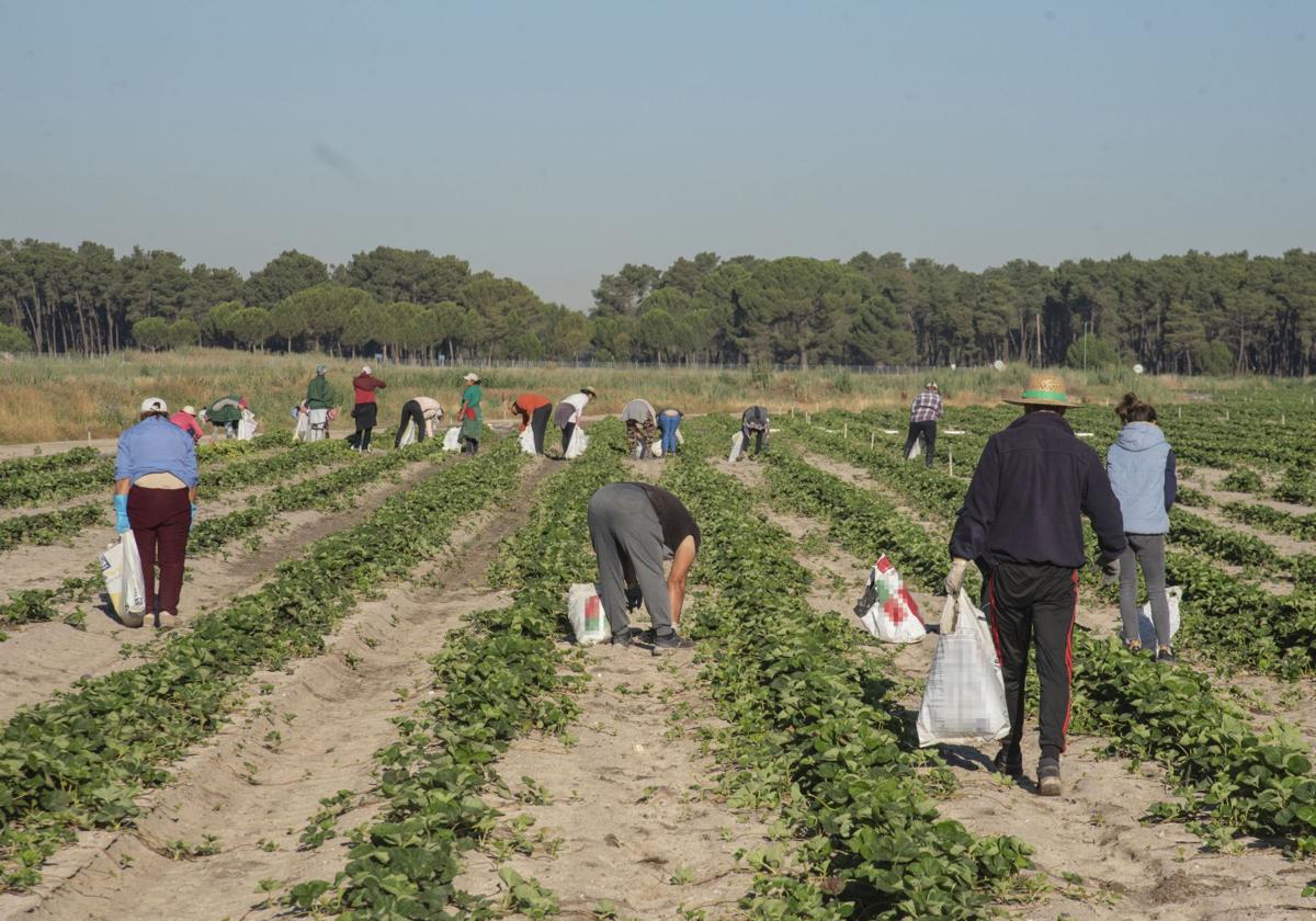 Temporeros trabajan en la campaña de verano en la provincia de Segovia.