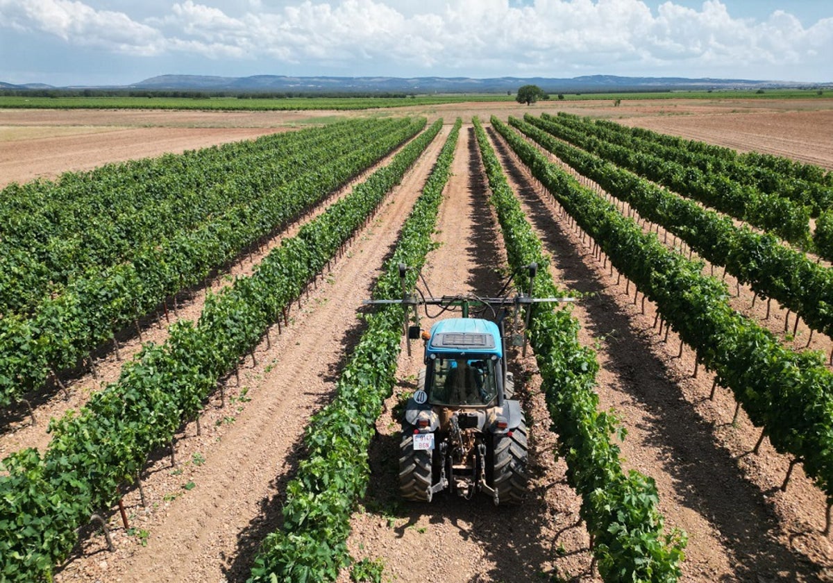 Un viñedo de Ribera del Duero