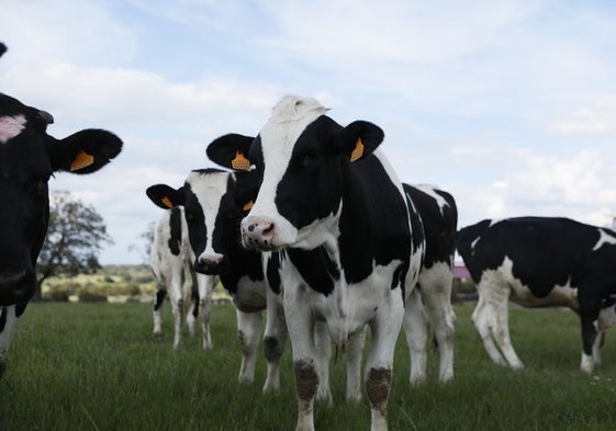 Asaja denuncia «venta a perdidas» en el acuerdo para la leche de la montaña leonesa