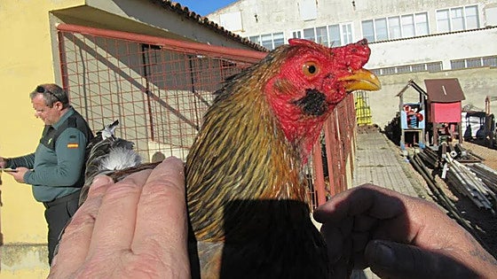 «Salieron de las cajas y empezaron a pelearse», relata la vecina que encontró a los gallos de Valladolid
