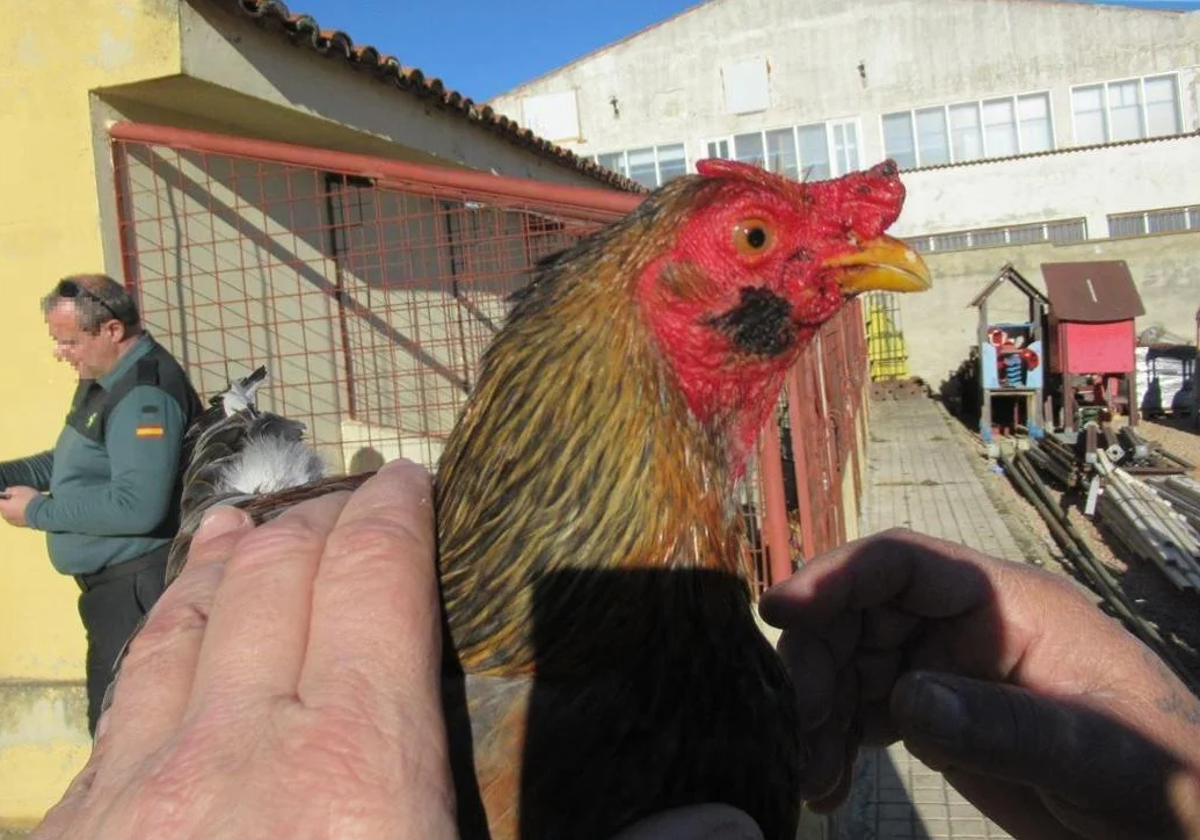 «Salieron de las cajas y empezaron a pelearse», relata la vecina que encontró a los gallos de Valladolid