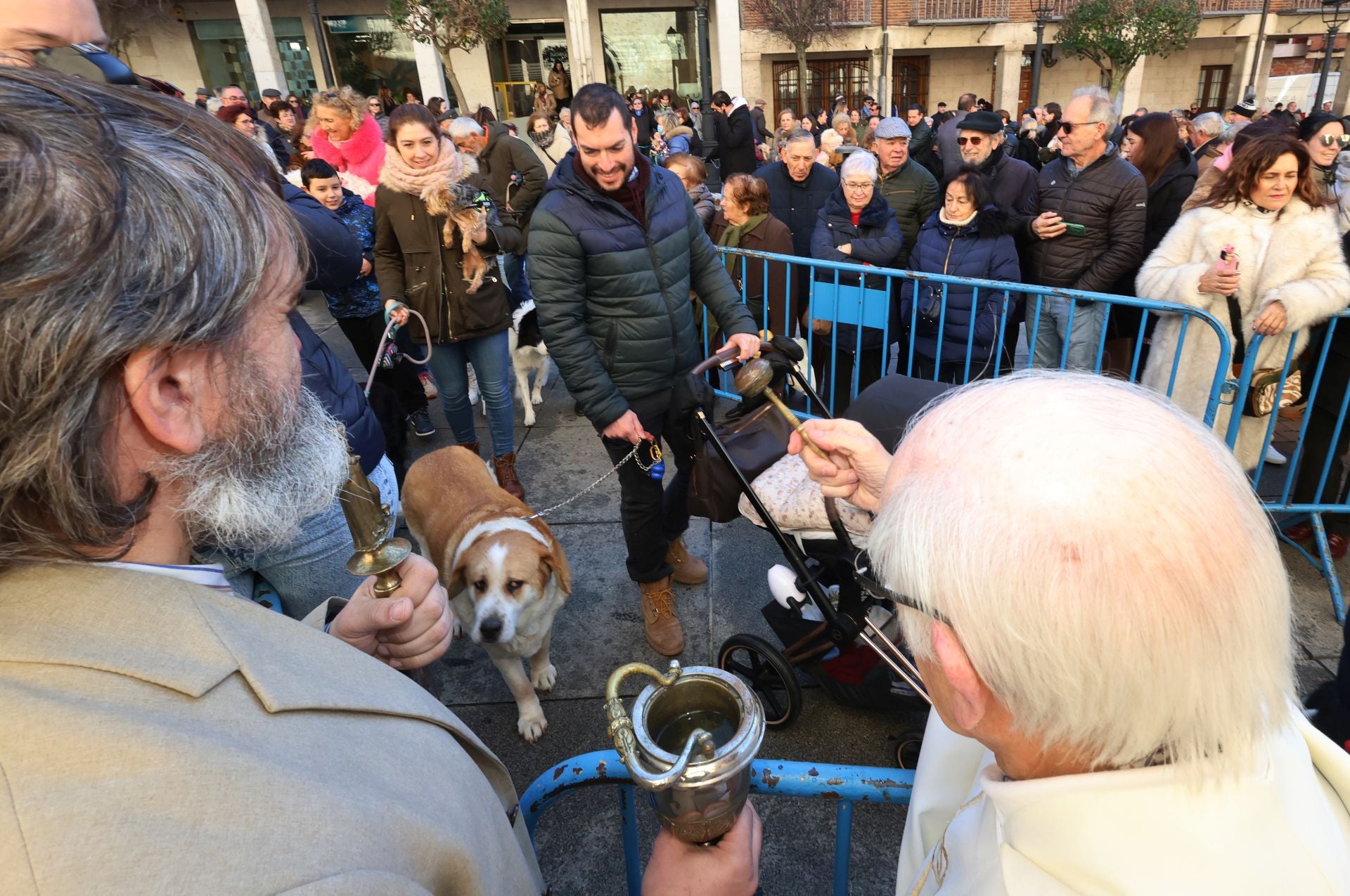 San Antón bendice a los animales de Palencia