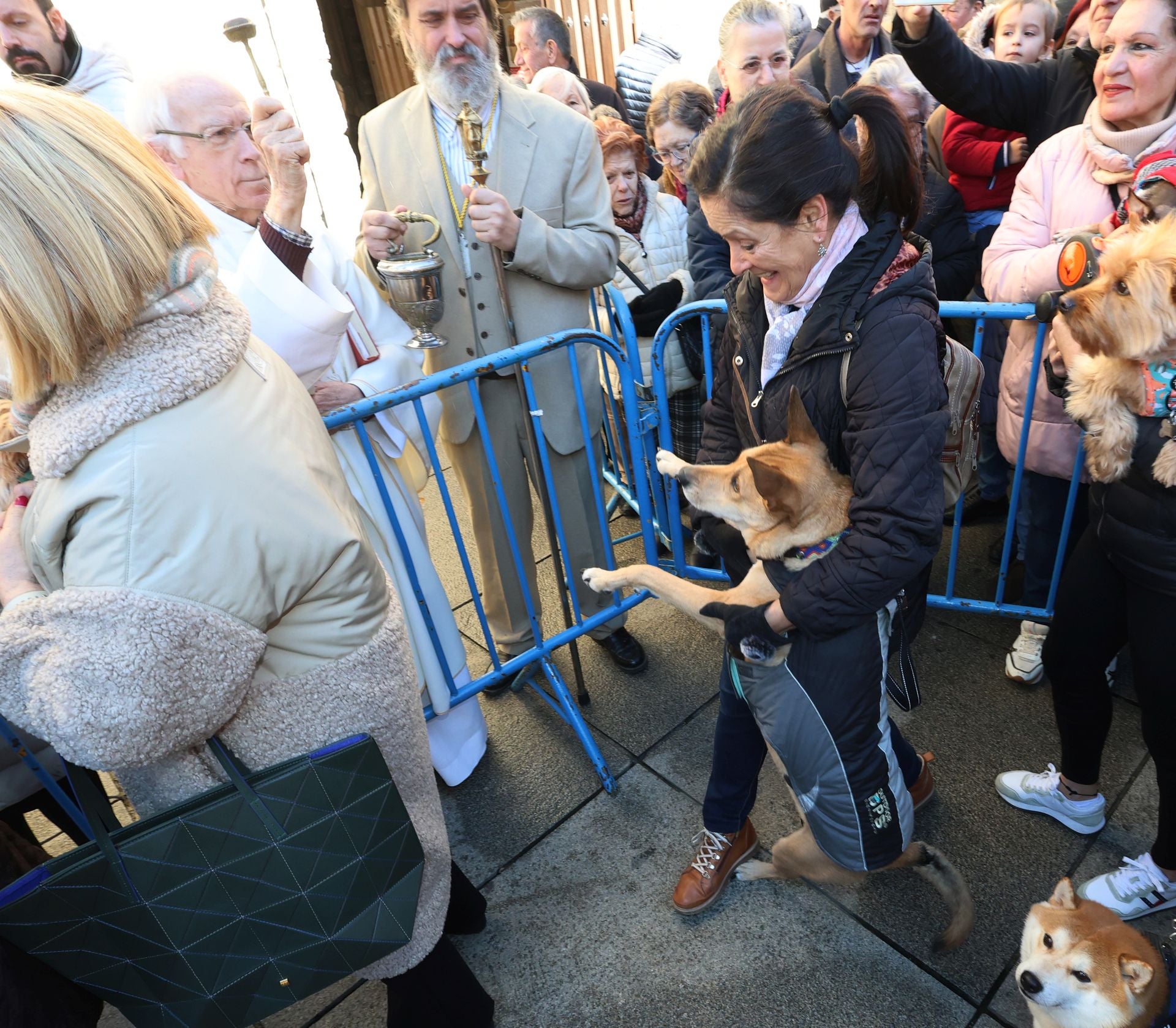 San Antón bendice a los animales de Palencia