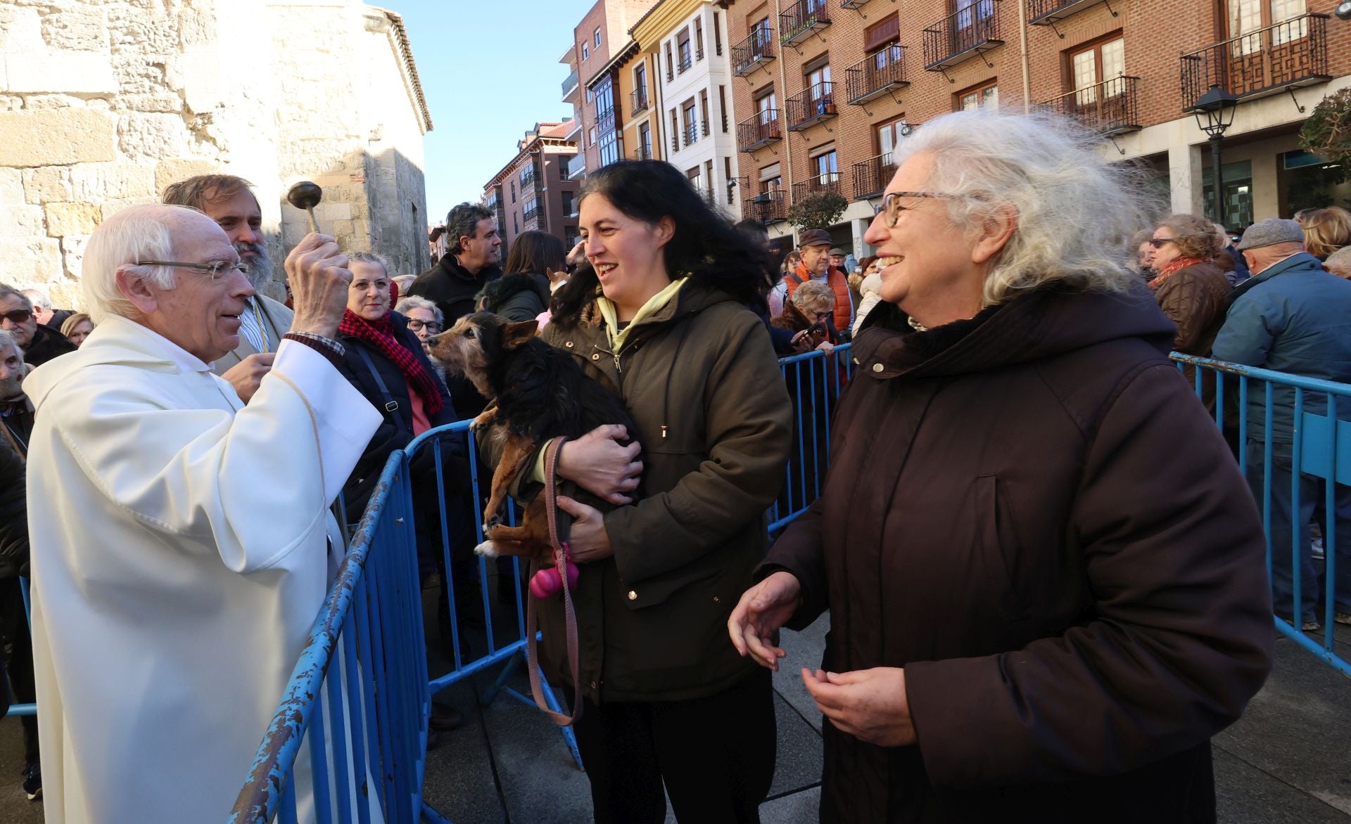 San Antón bendice a los animales de Palencia