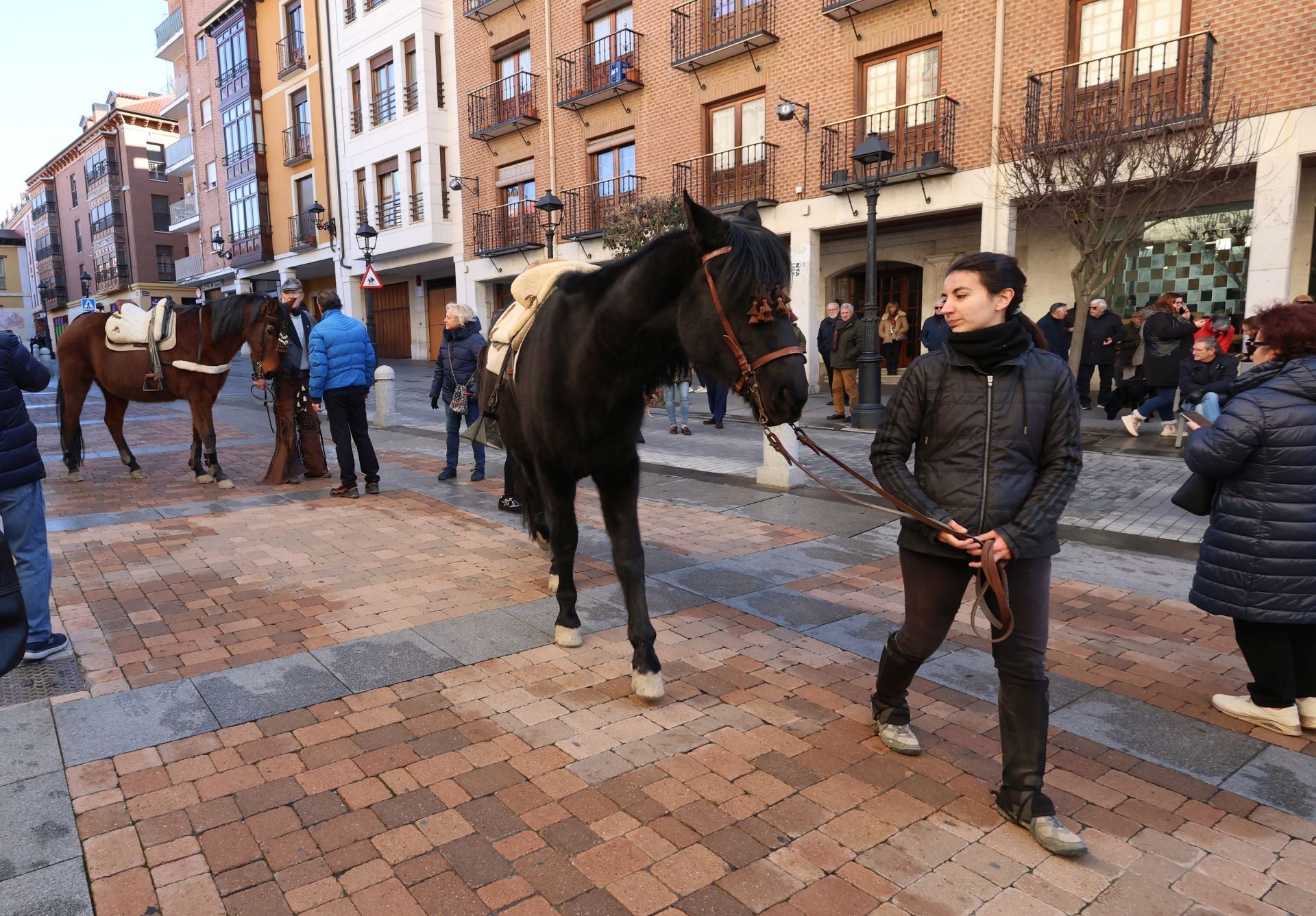 San Antón bendice a los animales de Palencia