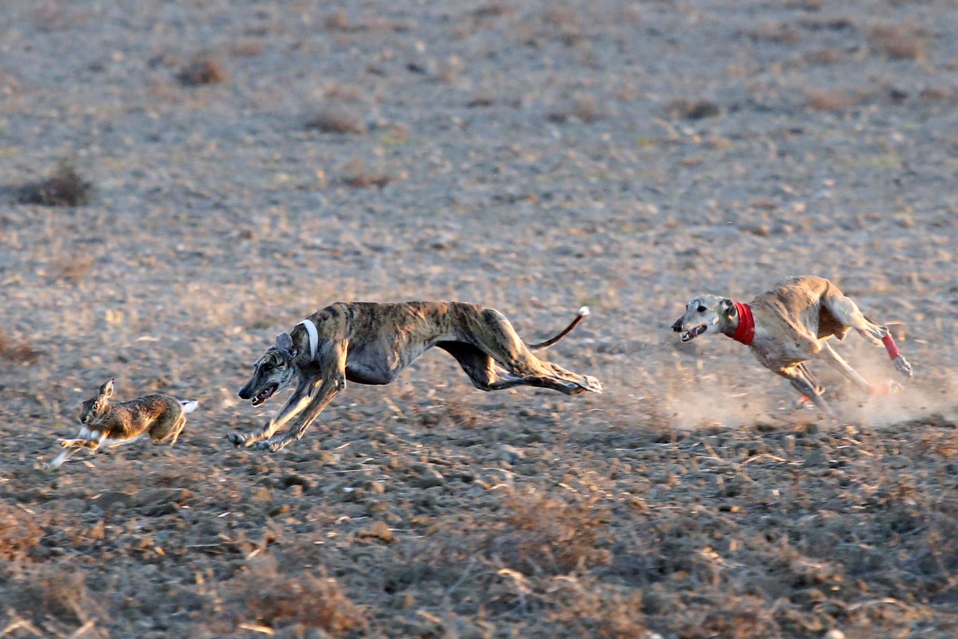 Las imágenes de los cuartos de final del LXXXVII Campeonato de Galgos