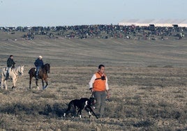 Más de 30.000 personas presencian en Madrigal los cuartos del nacional de galgos