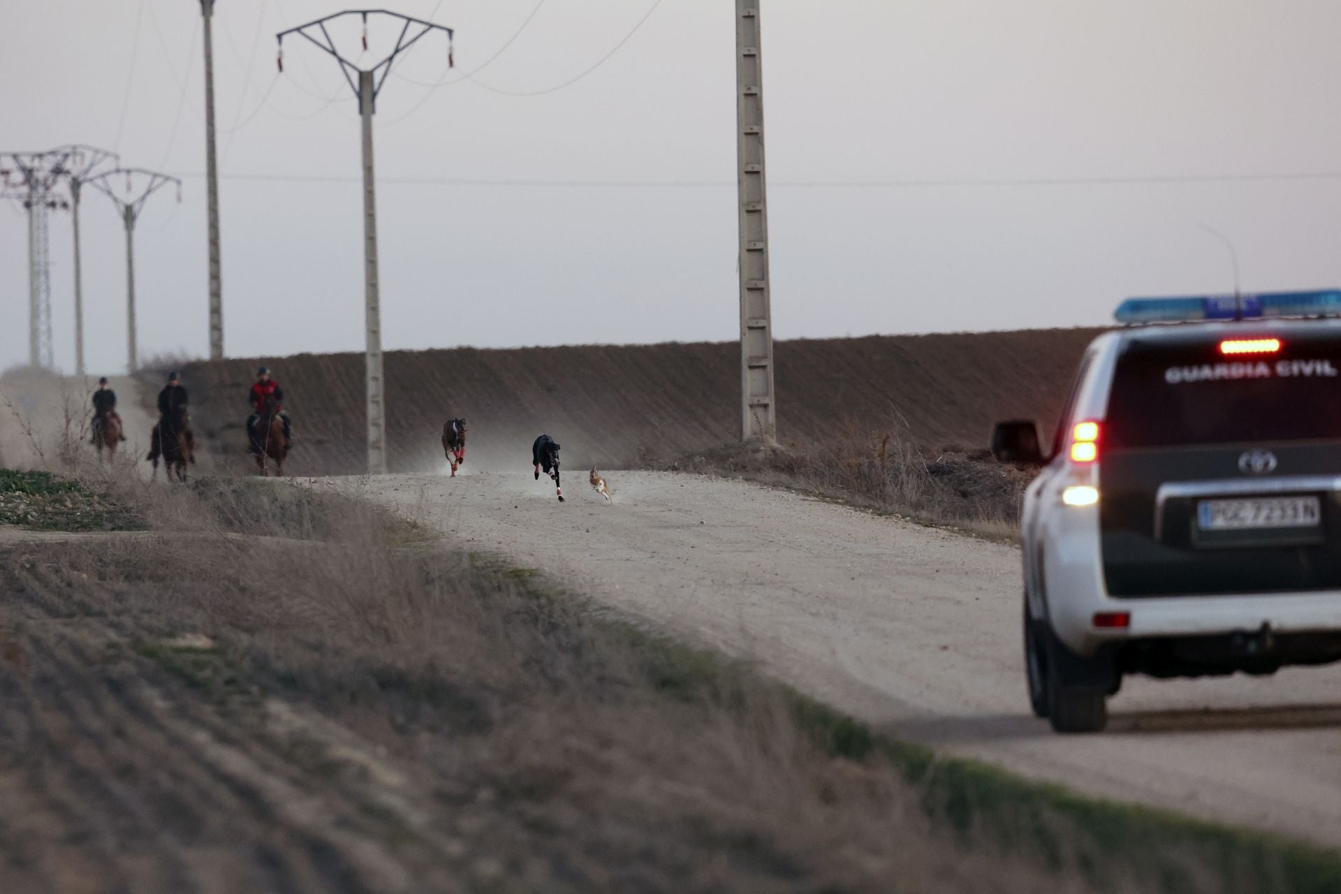 Las imágenes de los cuartos de final del LXXXVII Campeonato de Galgos