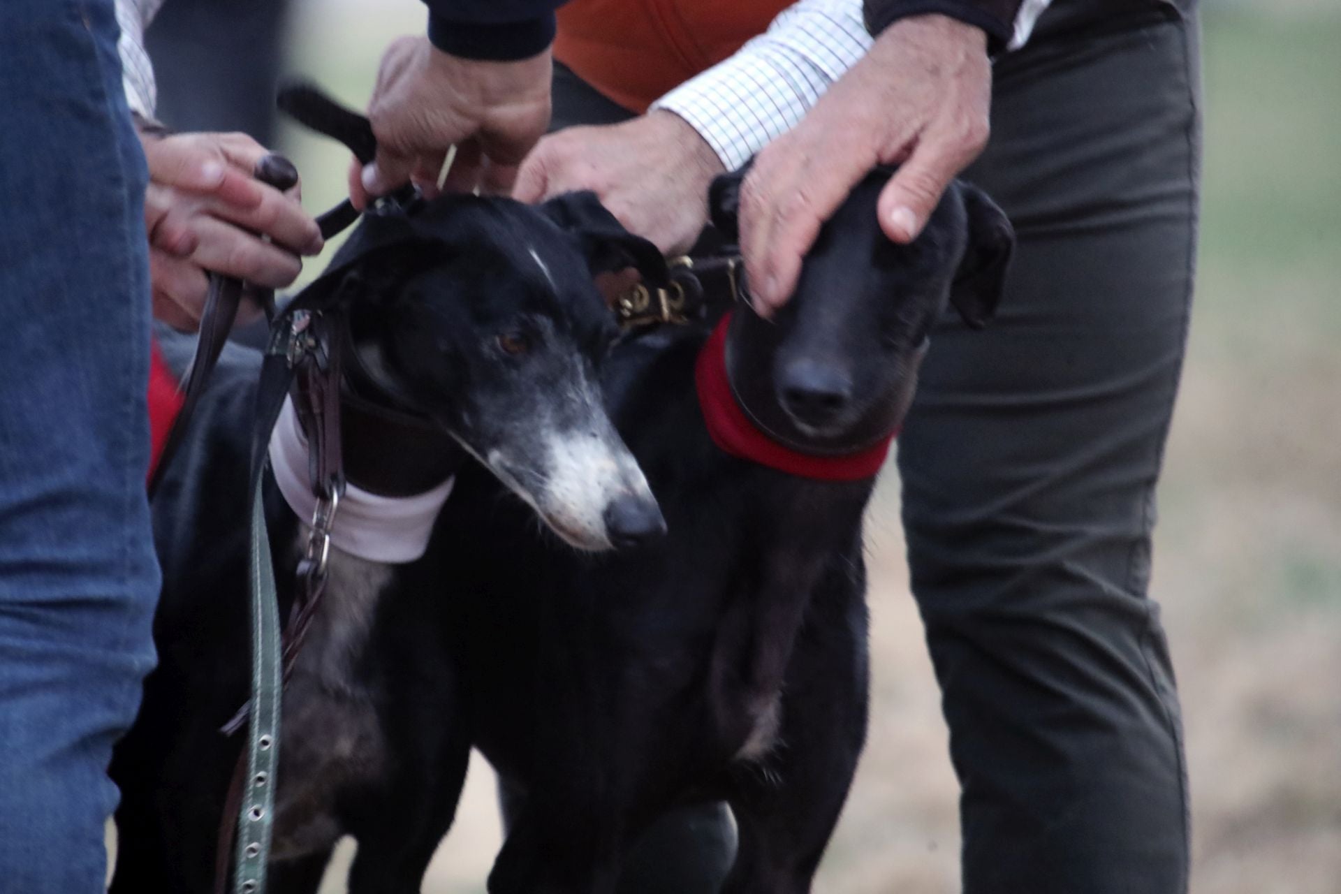 Las imágenes de una nueva jornada de los cuartos de final del LXXXVII Campeonato de Galgos