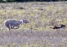 Las imágenes de una nueva jornada de los cuartos de final del LXXXVII Campeonato de Galgos