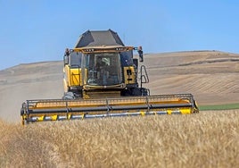 Una cosecha recogiendo trigo en una explotación agraria