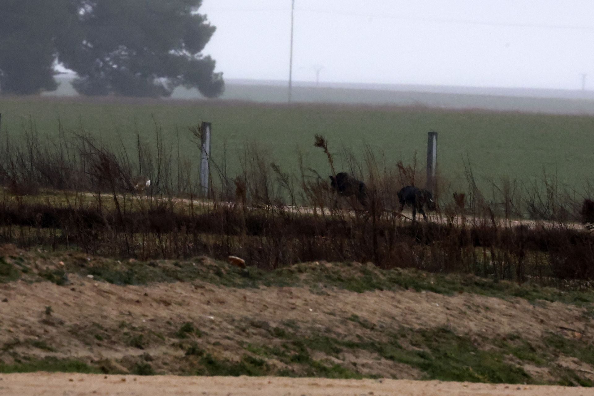 El campeonato de España de galgos en imágenes