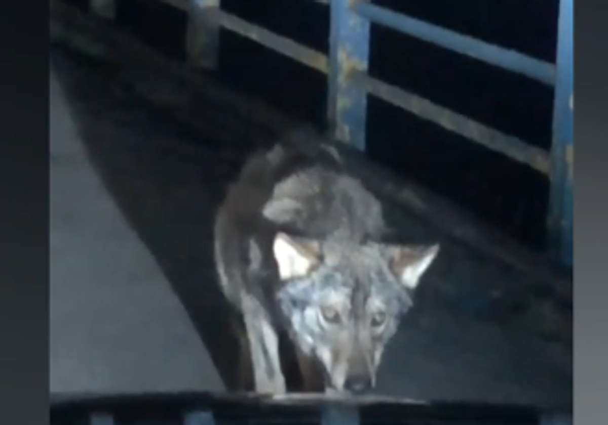 La conductora que se encontró con un lobo en Burgos: «Cuando vi lo que era me asusté»