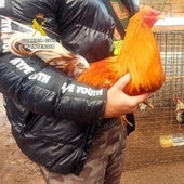 Investigan por maltrato animal al dueño que denunció el robo viral de gallos