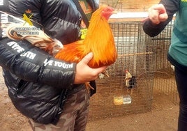 Agentes de la Guardia Civil con uno de los gallos.