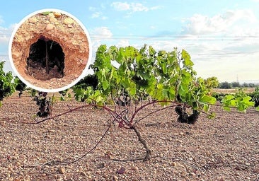 Plantean la caza nocturna y usar trampas contra la plaga de conejos en Cigales