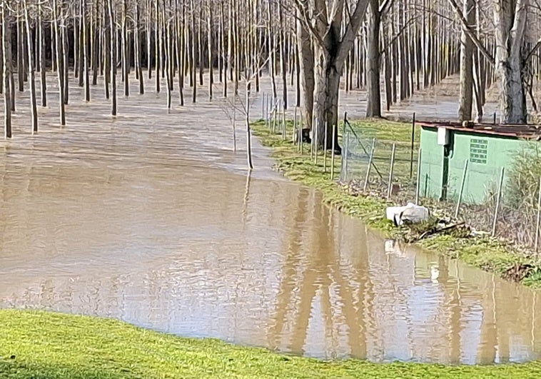 El río Cea, a su paso por Melgar de Arriba, ha anegado choperas de la ribera