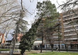 Árbol inclinado en el parque Los Jardinillos, visto desde la zona más próxima a San Pablo.