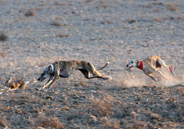 Cuartos de final del Campeonato Nacional de Galgos de este año.