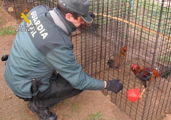 Investigado en Tudela de Duero por mutilar crestas y barbillas a 12 gallos