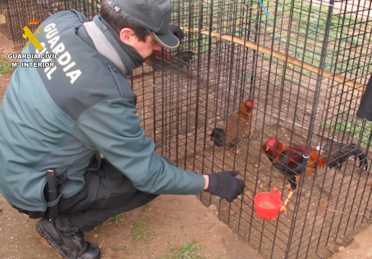 Investigado en Tudela de Duero por mutilar crestas y barbillas a 12 gallos