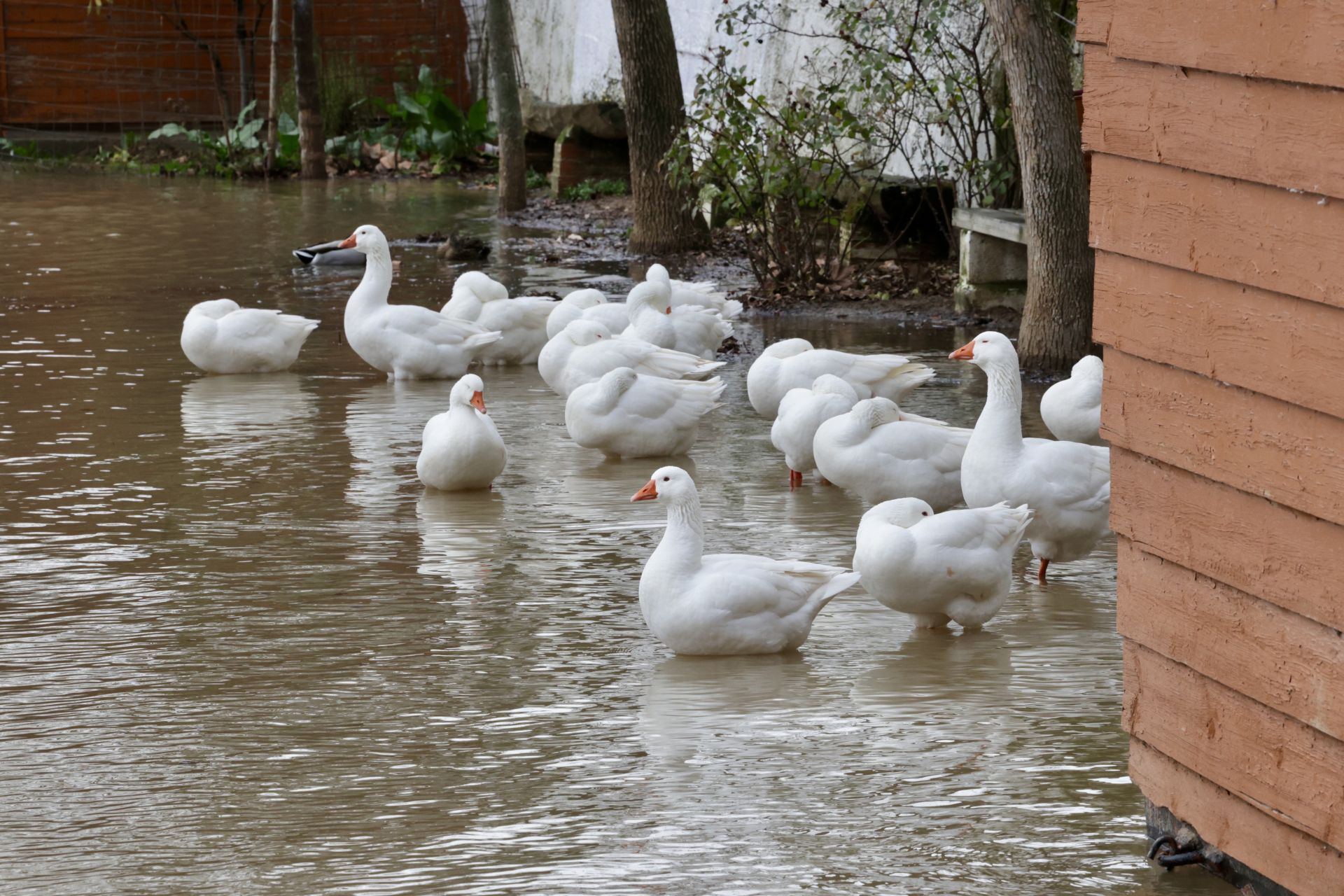 La crecida del río Pisuerga a su paso por Valladolid, en imágenes