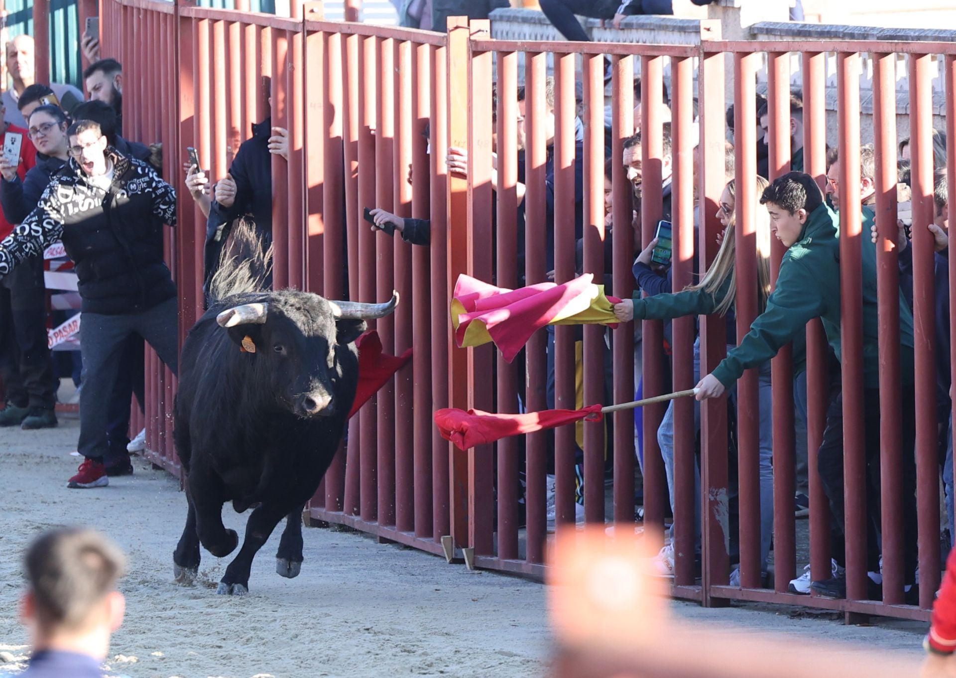 Las imágenes del encierro de Viana de Cega con los toros de San Blas