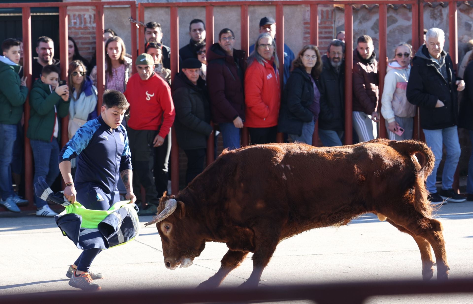 Las imágenes del encierro de Viana de Cega con los toros de San Blas