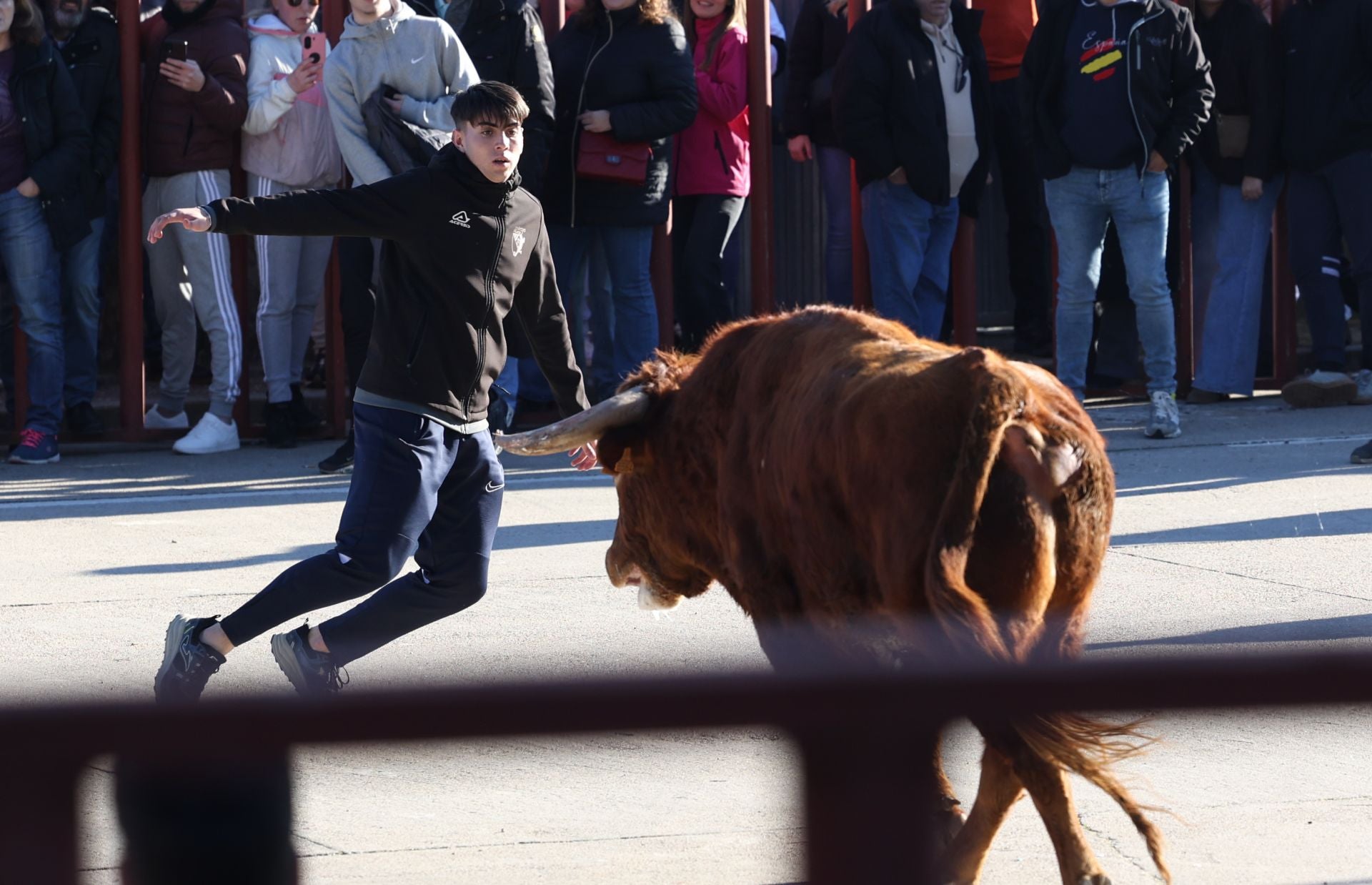 Las imágenes del encierro de Viana de Cega con los toros de San Blas