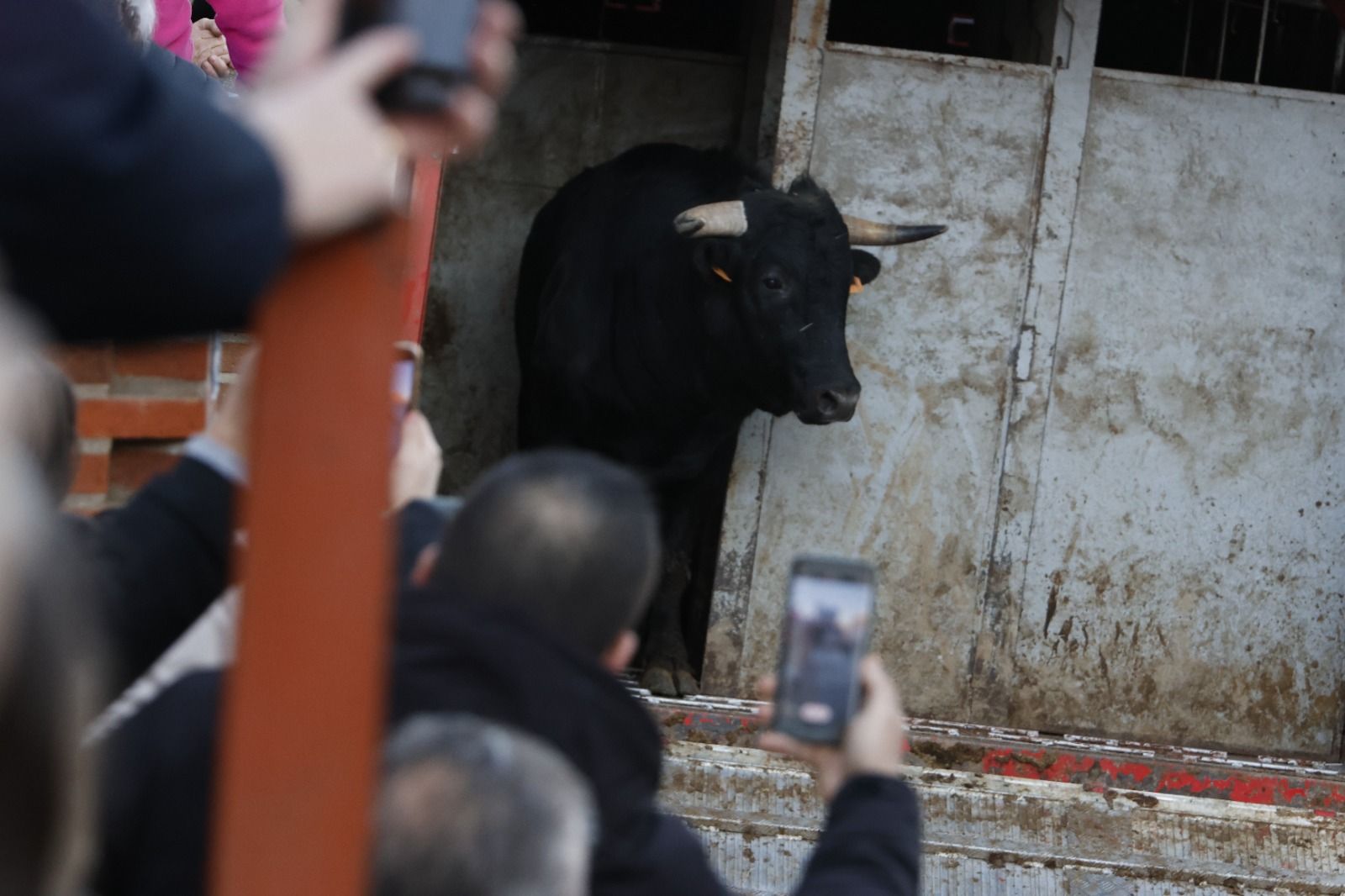 Las imágenes del encierro en Castronuño