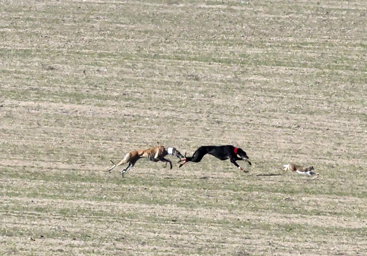 Las imágenes de las semifinales del Campeonato de Galgos