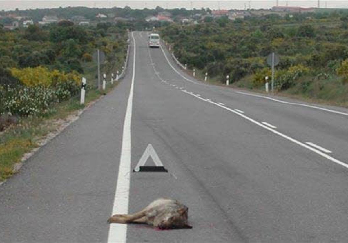 «Si el lobo se habitúa a la presencia del hombre, va a haber algún susto»
